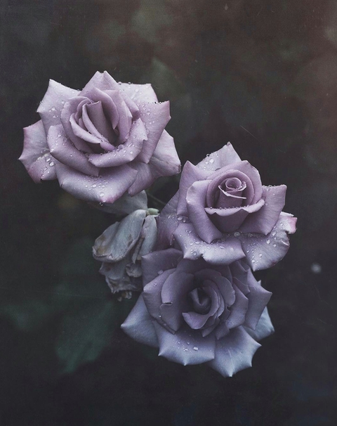 3 Roses