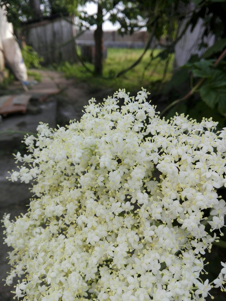 Budzsak