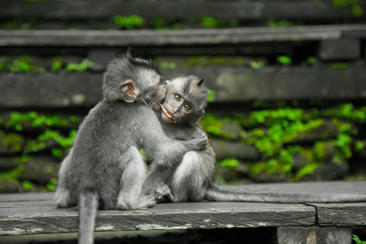 animals