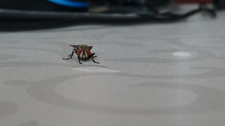 housefly