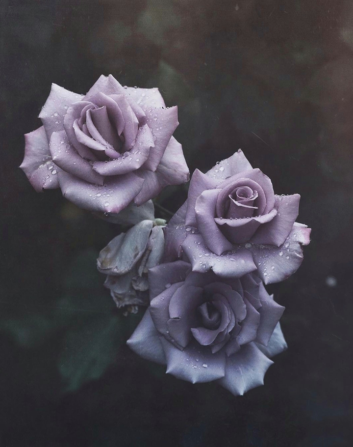 3 Roses