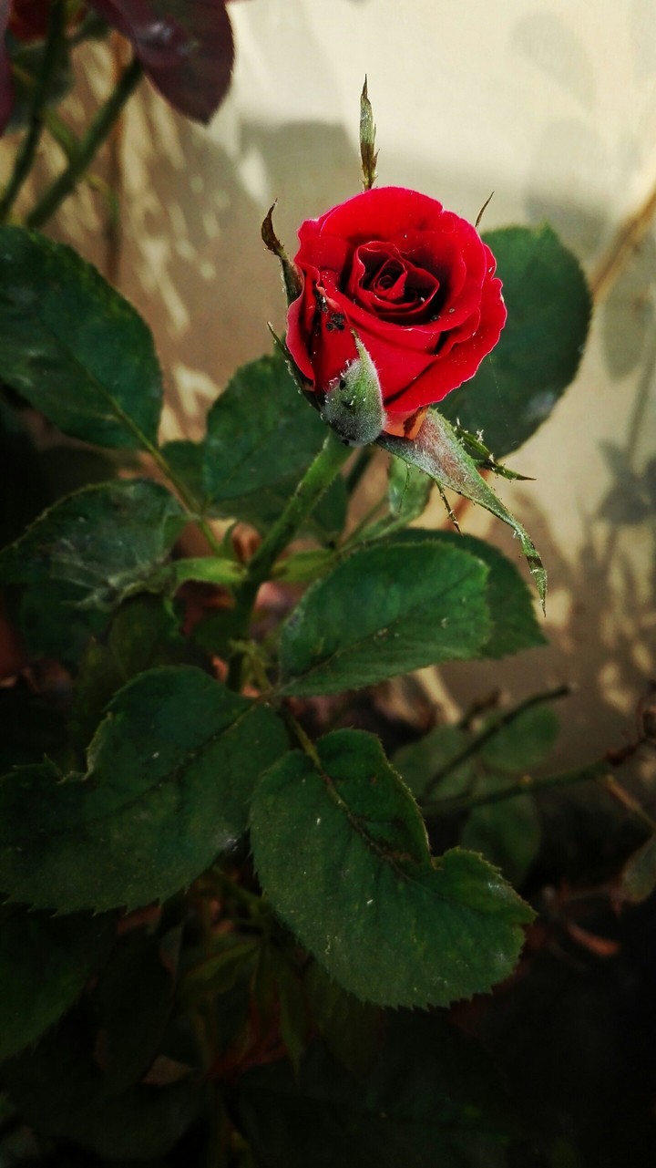 Rose