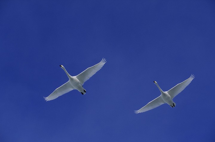 Birds