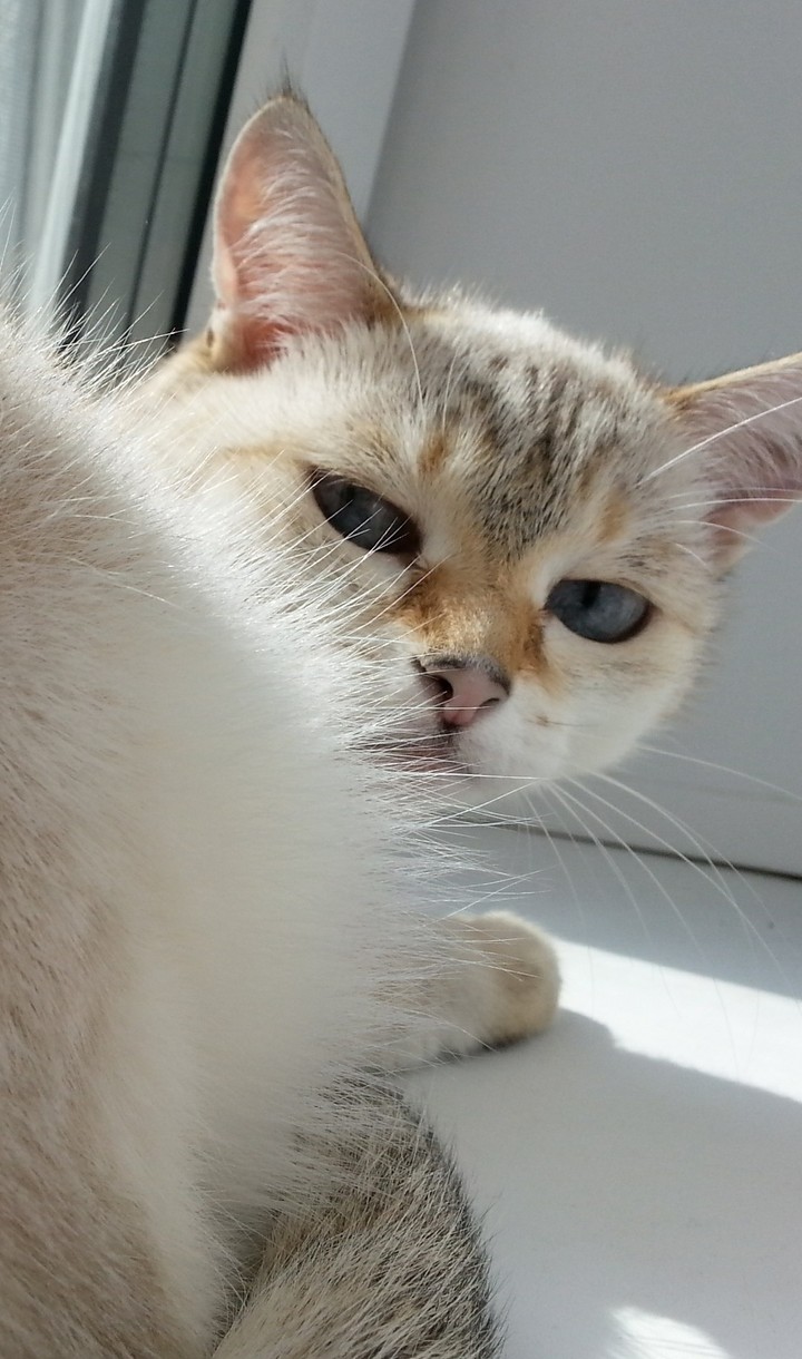 cat