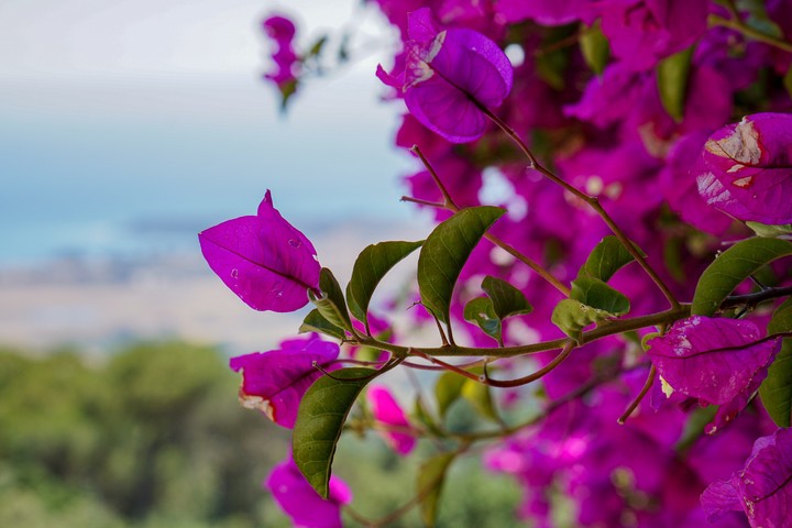 Purple petals