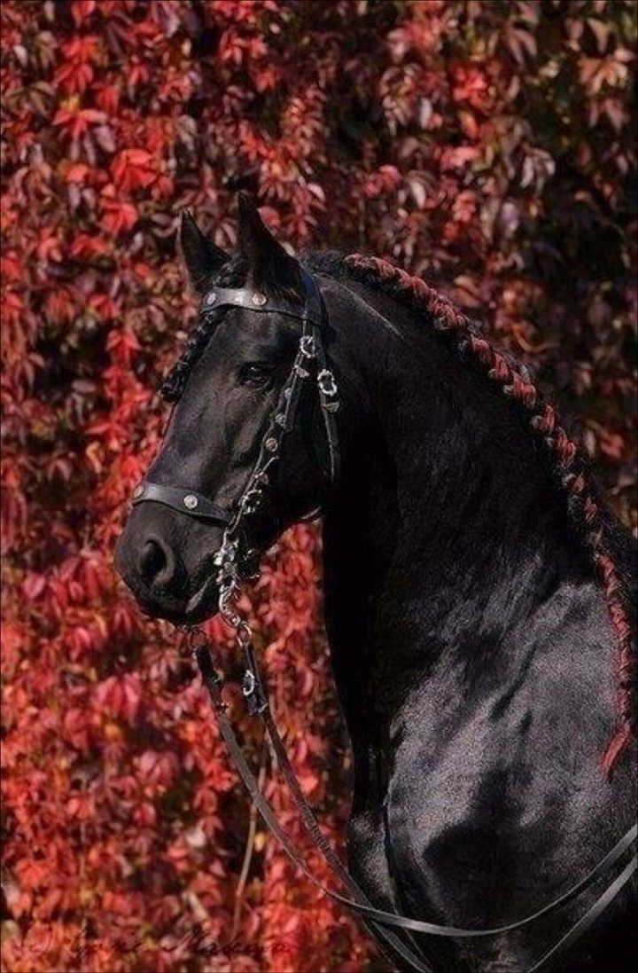 horse
