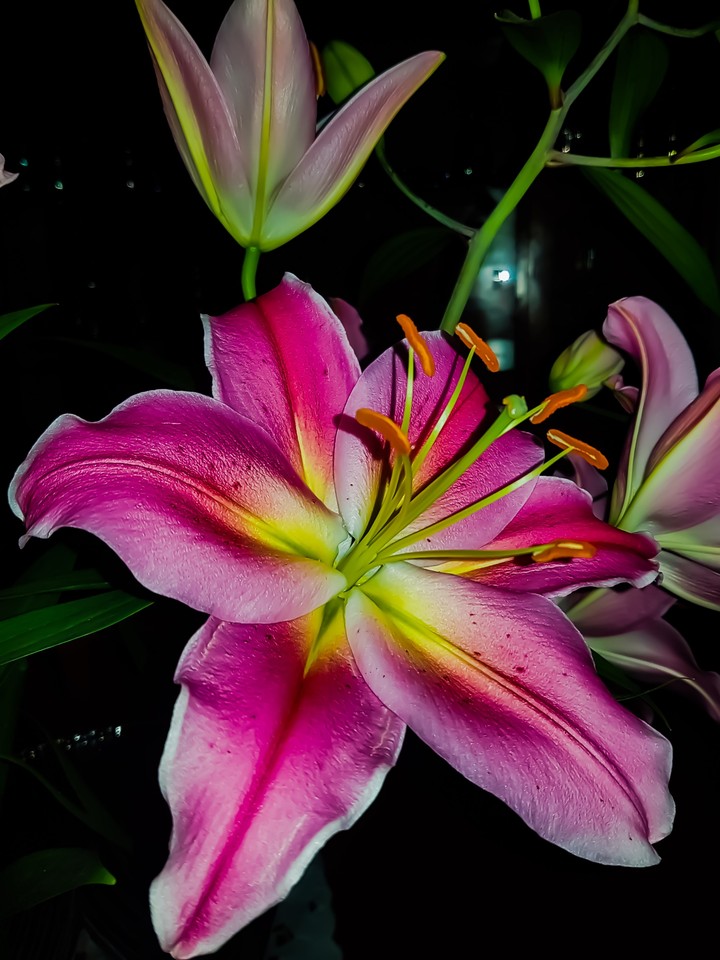 Flower