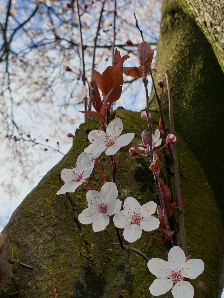 flowers on tree