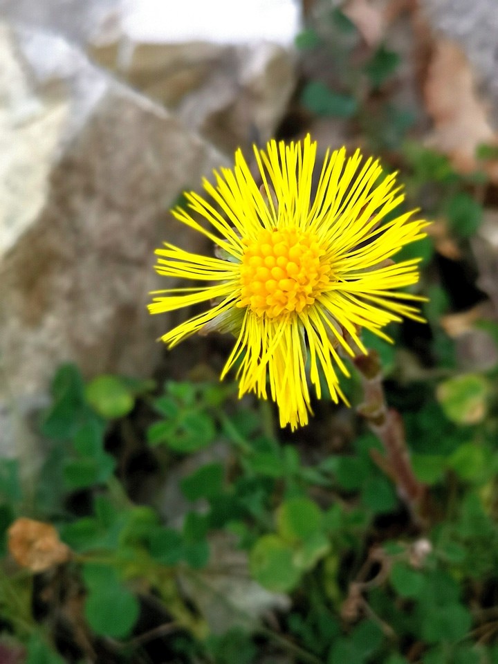 Sun flower