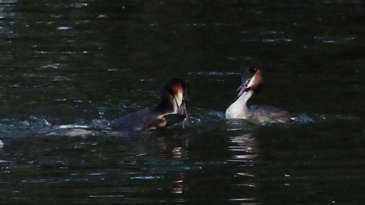 Dialing Grebes