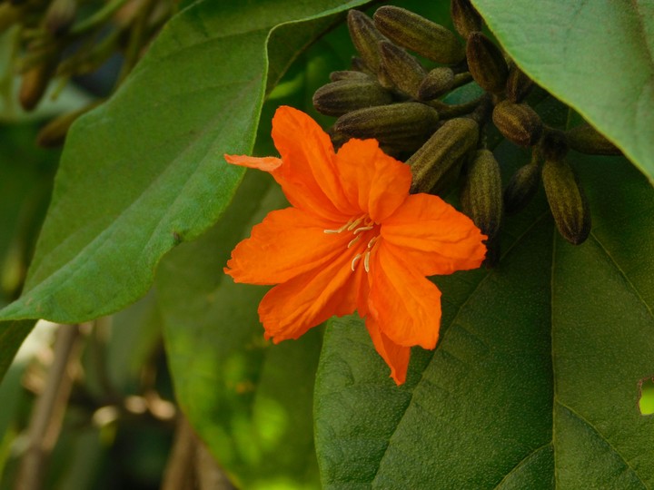 flower#india#