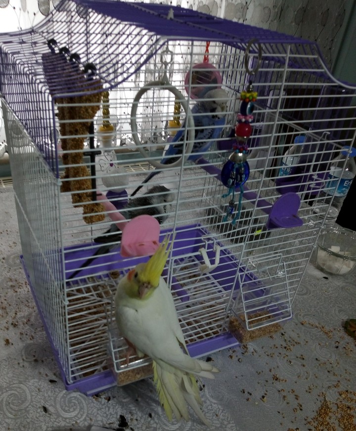 3kuş