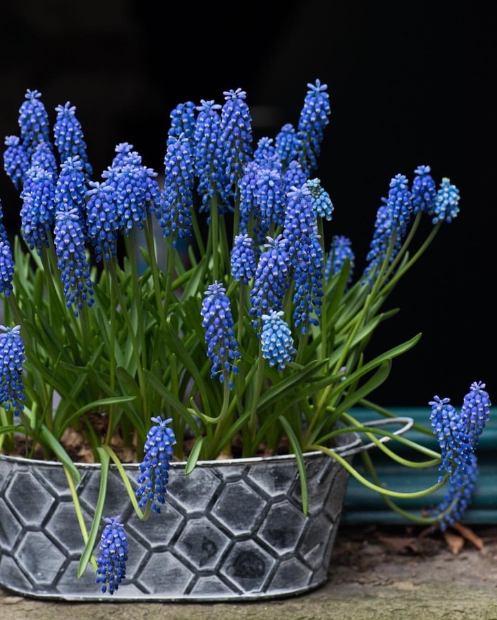 Muscari