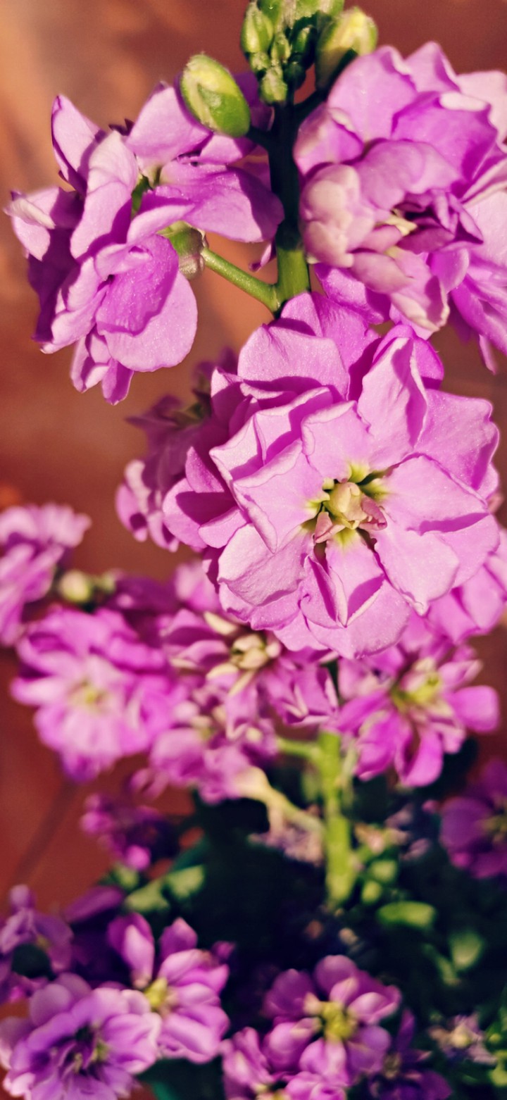 Flowers in the late afternoon
