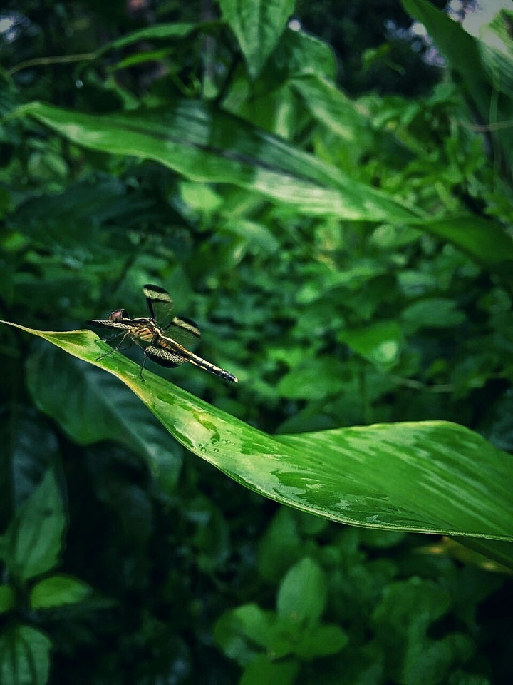 nature love