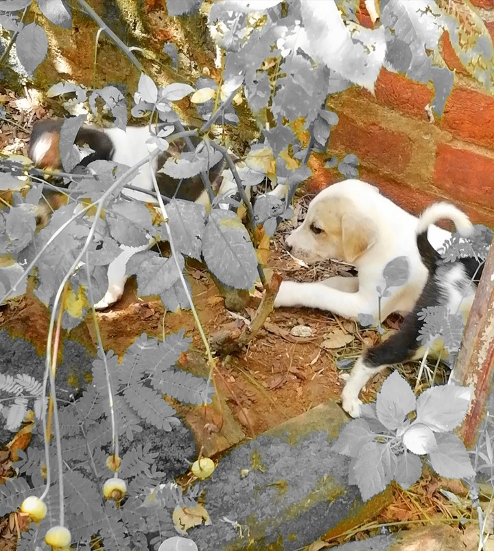 #dog love