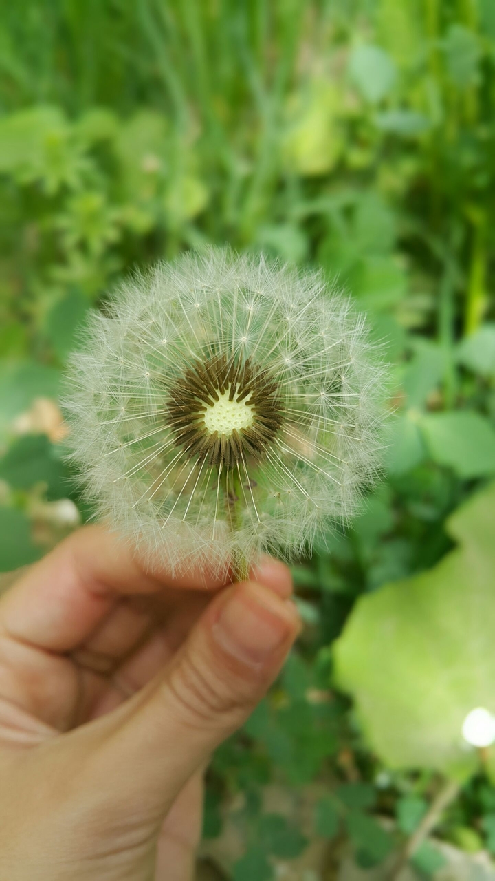 dandelion