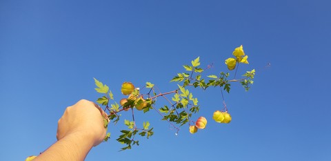 wildflower, tree duvar kağıtları