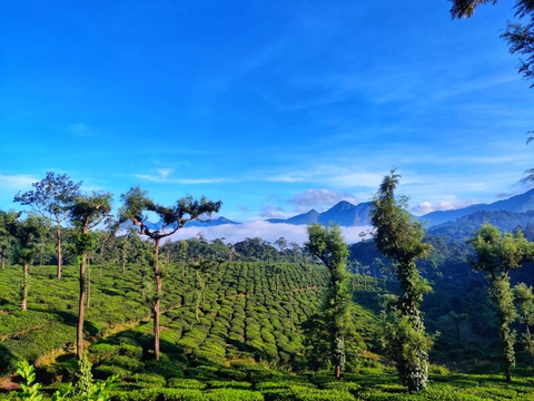 Valparai, TN