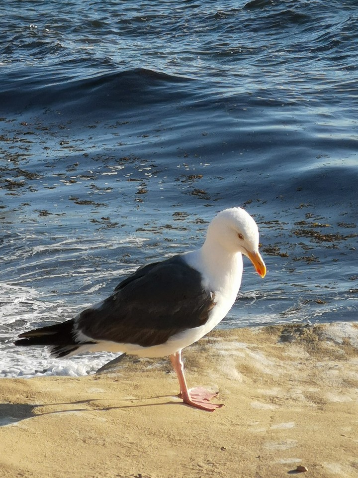 bird