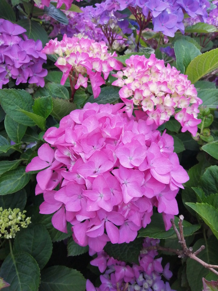 Bloomin'
