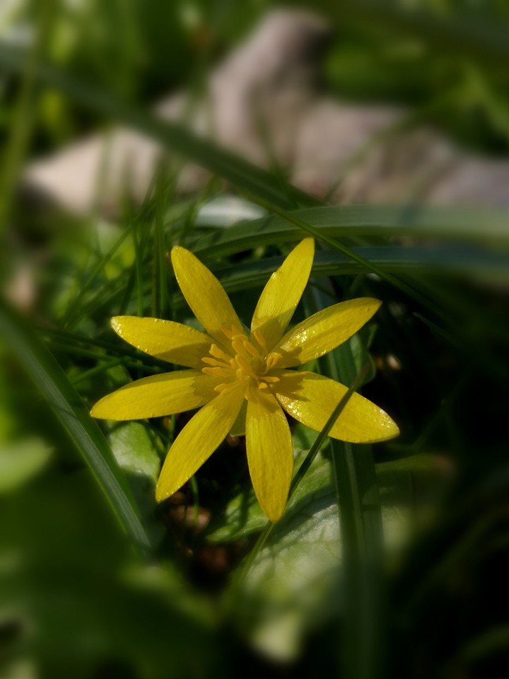 Scharbockskraut, Feigwurz, Ranunculus ficaria