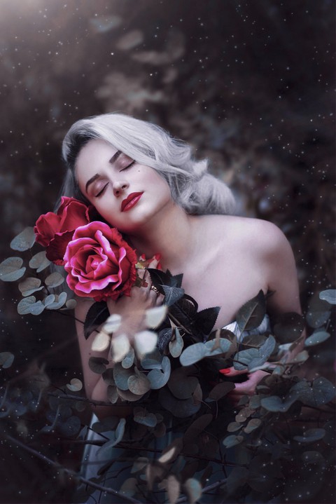 обои rose, petal