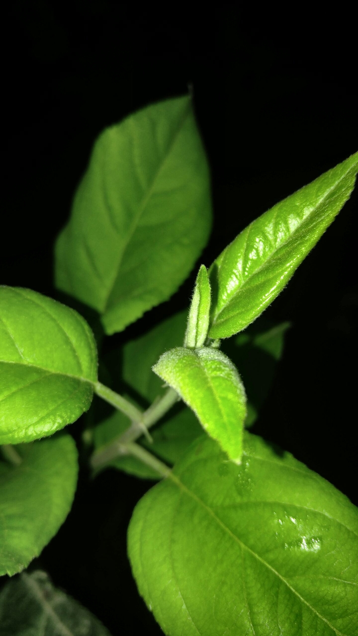 aaaa