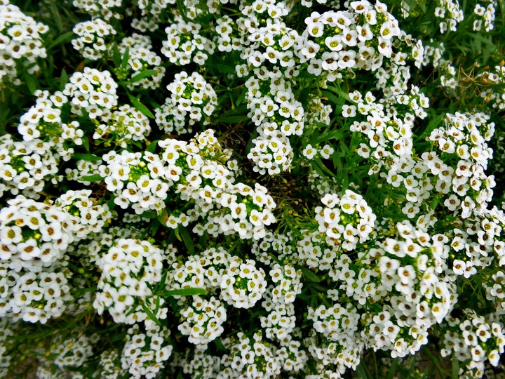 Bunch of white flower
