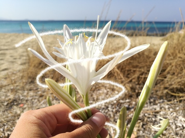 Giglio bianco