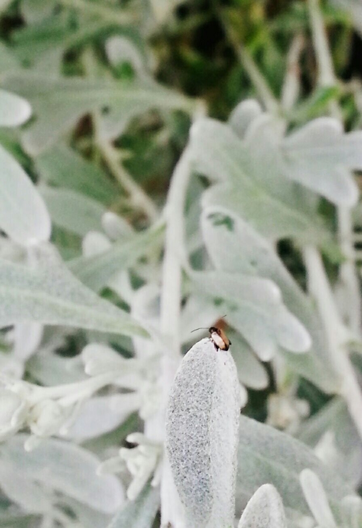 tiny bug