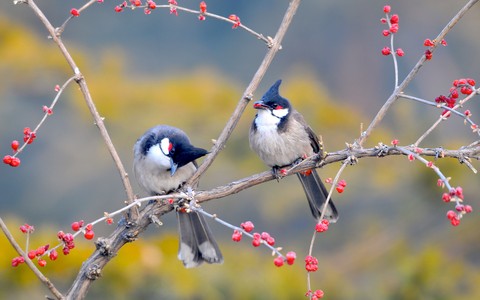 тапети bird, bulbul