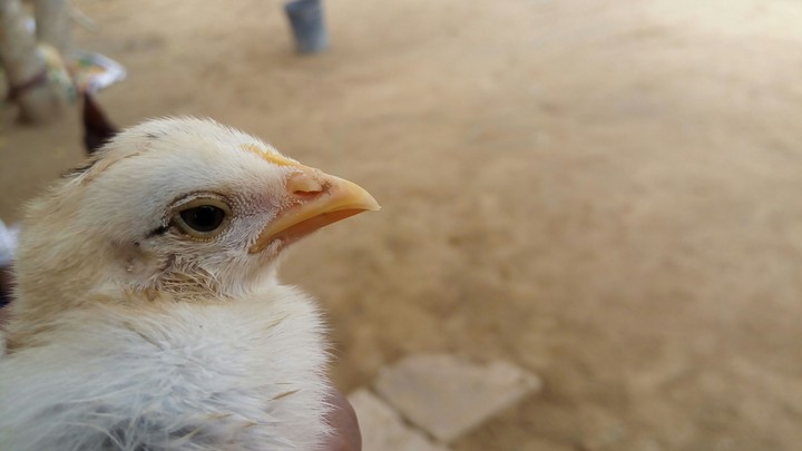 hen child