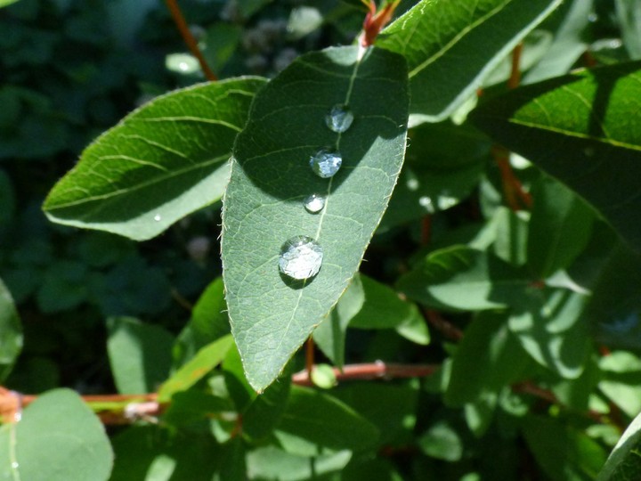 Dew