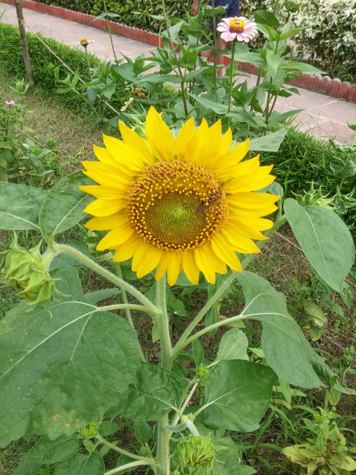 sunflower