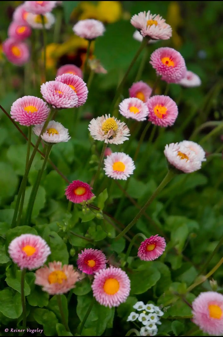 lovely flowers