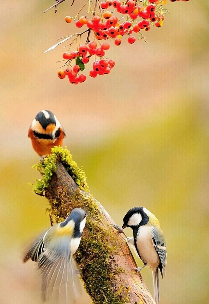birds