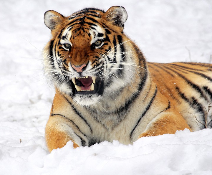 Tiger