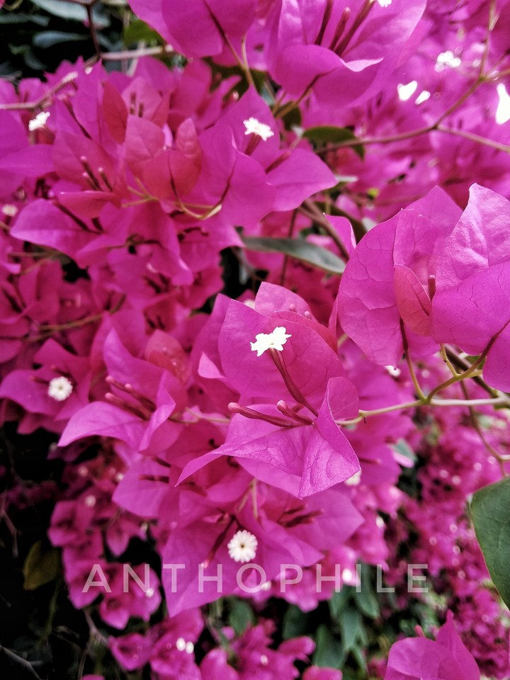 ANTHOPHILE