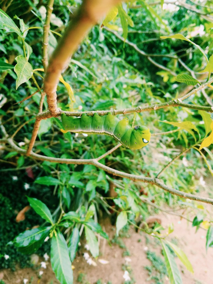 Caterpillar