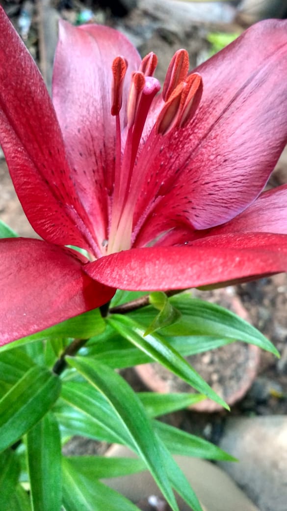 beautiful flower
