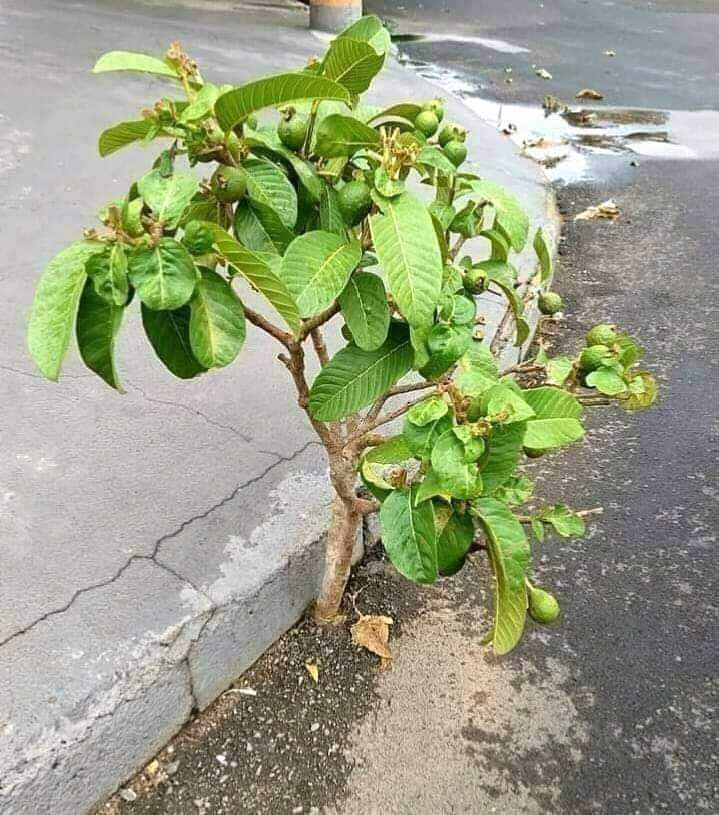 nature and struggle
