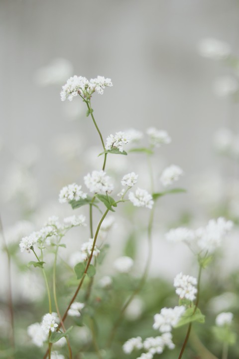 wildflower, botany wallpapers
