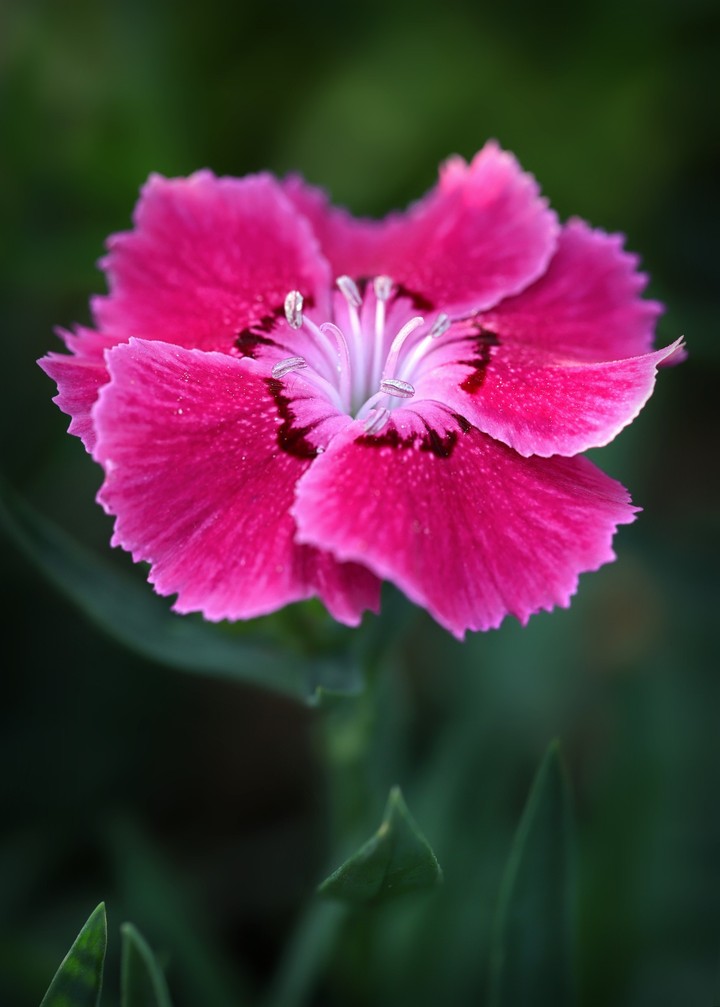 Sweet-William