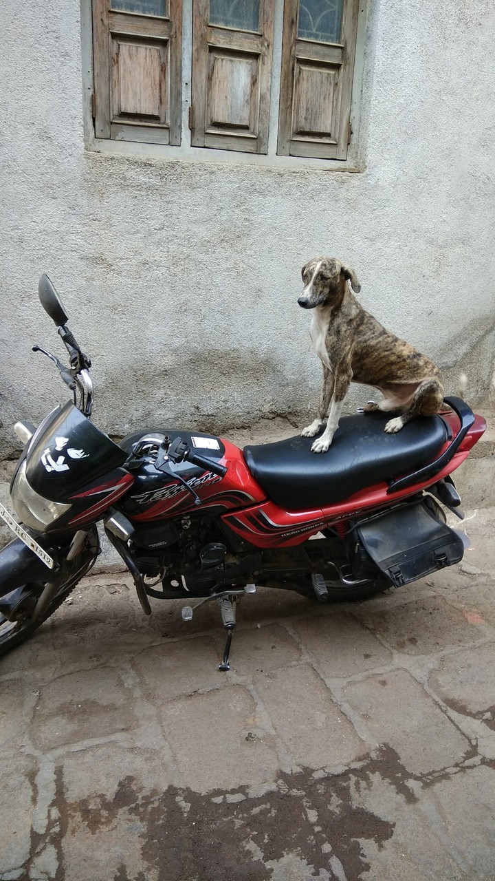dog