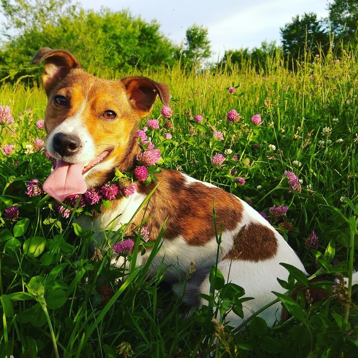 jack rassel terrier
