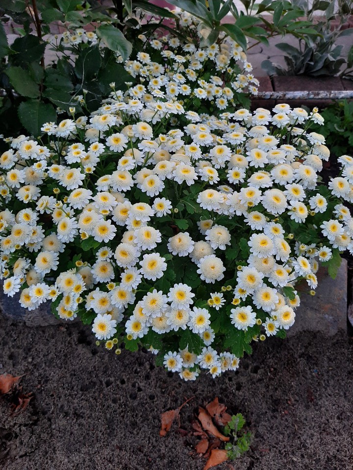 цветы