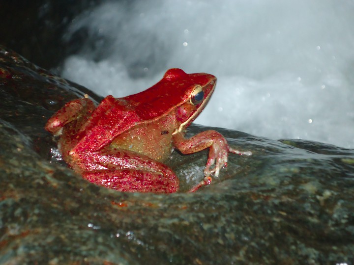red frog