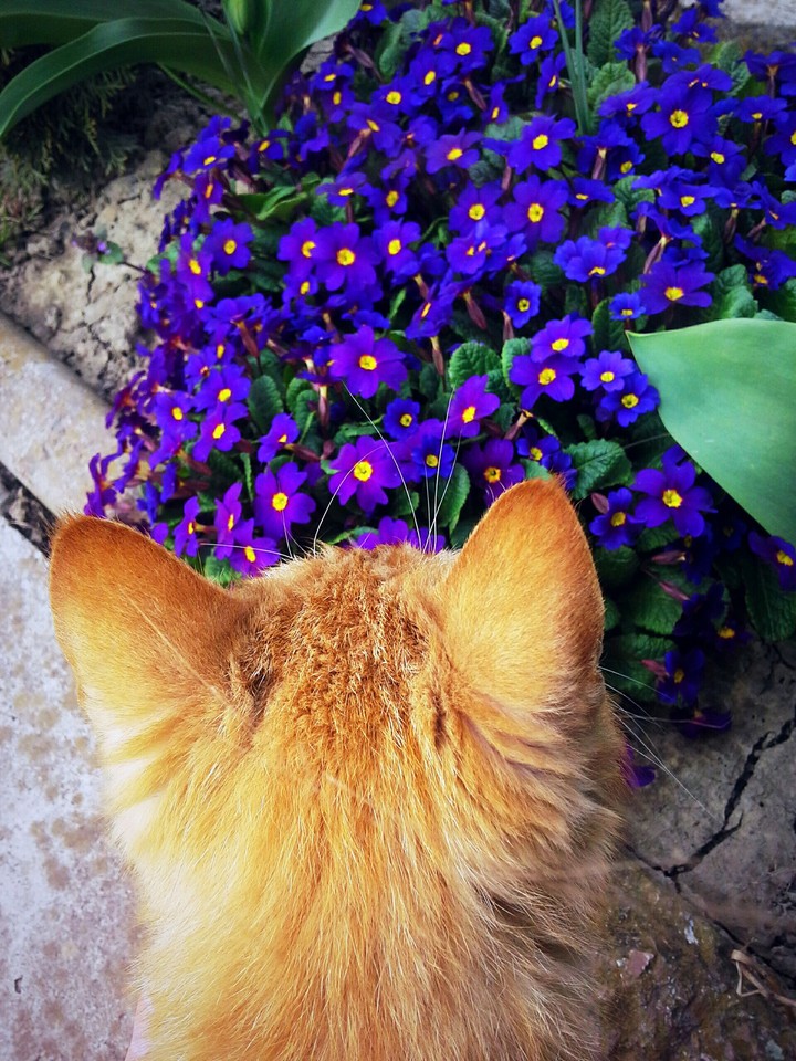 My lovely cat