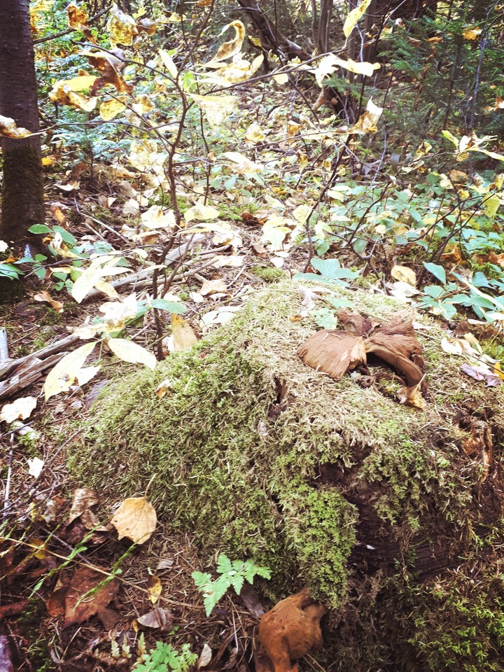 Autumn again and again